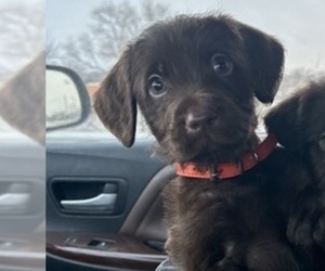 Labradoodle Puppy for sale in DAVENPORT, IA, USA
