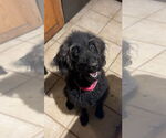 Small #7 Labradoodle
