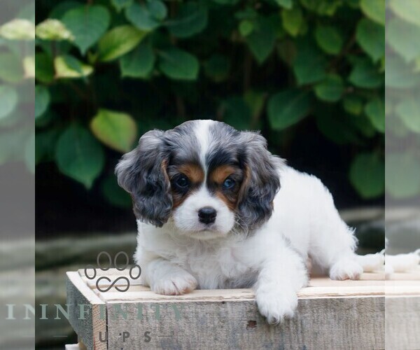 Medium Photo #4 Cavapoo Puppy For Sale in KINZERS, PA, USA