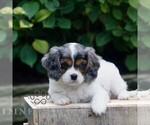 Small #3 Cavapoo