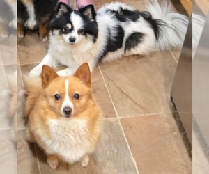 Mother of the Pomsky puppies born on 02/12/2025