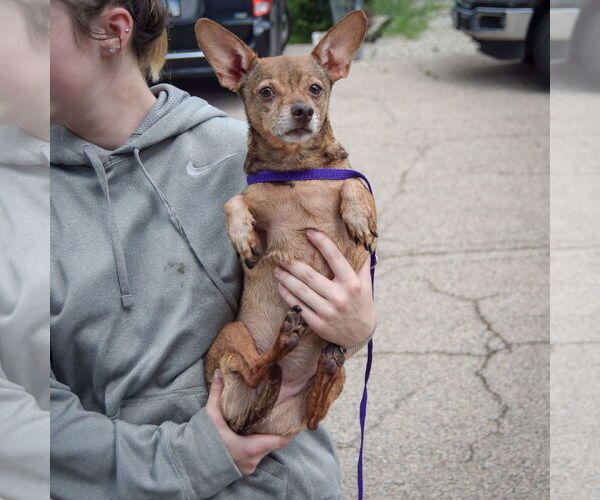 Medium Photo #4 Chiweenie Puppy For Sale in Huntley, IL, USA