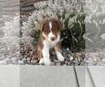 Puppy Canyon Australian Shepherd