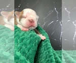 Small Photo #3 Boston Terrier Puppy For Sale in TULARE, CA, USA