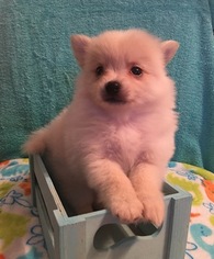 Pomeranian Puppy for sale in CLAY CITY, KY, USA