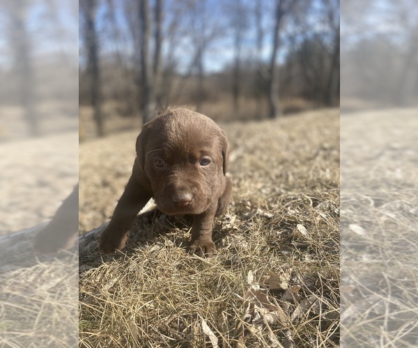 Medium Photo #5 Labrador Retriever Puppy For Sale in MENAHGA, MN, USA
