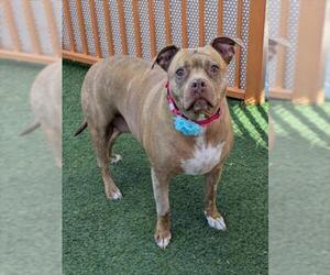 Mutt Dogs for adoption in Las Vegas, NV, USA