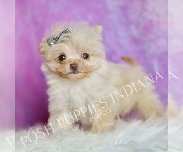 Medium Photo #1 Pom-A-Poo Puppy For Sale in WARSAW, IN, USA