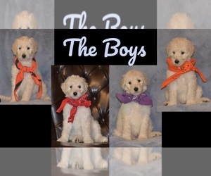 Poodle (Standard) Puppy for sale in CUMMING, GA, USA