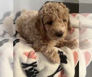 Medium Goldendoodle (Miniature)