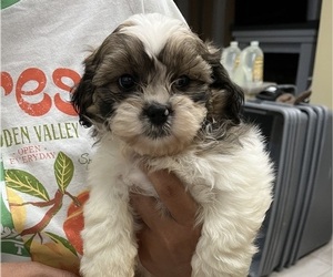 Shih Tzu Puppy for sale in RIVERVIEW, FL, USA