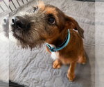 Small #1 Mutt