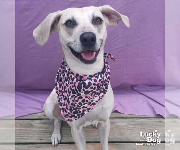 Medium Photo #1 Labrador Retriever-Unknown Mix Puppy For Sale in Washington, DC, USA