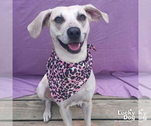 Labrador Retriever-Unknown Mix Dogs for adoption in Washington, DC, USA