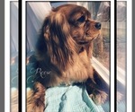 Small Photo #1 Cavalier King Charles Spaniel Puppy For Sale in AVOCA, NY, USA