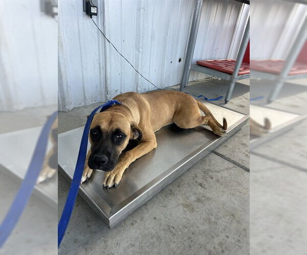 Medium Photo #1 Boxer-Unknown Mix Puppy For Sale in Bakersfield, CA, USA