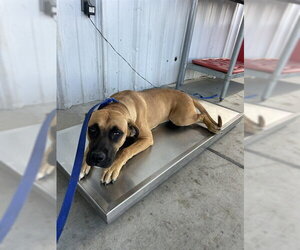 Boxer-Unknown Mix Dogs for adoption in Bakersfield, CA, USA