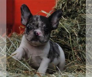 French Bulldog Puppy for sale in OAKLAND, OR, USA