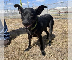 Rat Terrier-Unknown Mix Dogs for adoption in Corpus Christi, TX, USA
