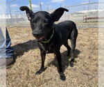 Small Rat Terrier Mix