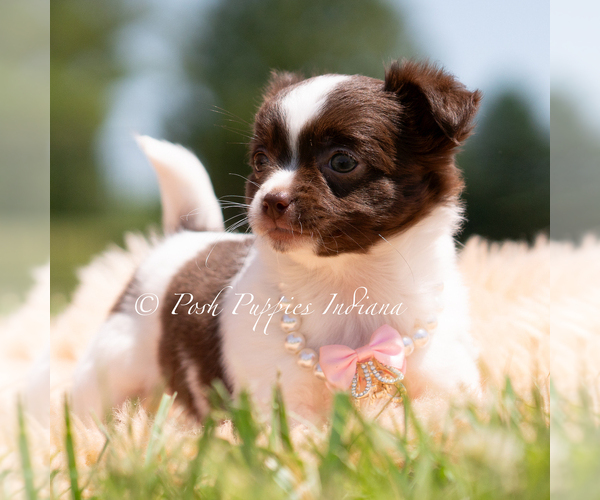 Medium Photo #21 Chihuahua Puppy For Sale in WARSAW, IN, USA