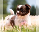 Small #2 Chihuahua