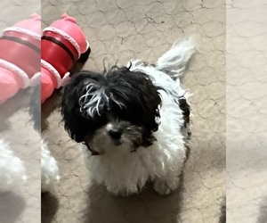 ShihPoo Puppy for sale in GLOUCESTER, VA, USA