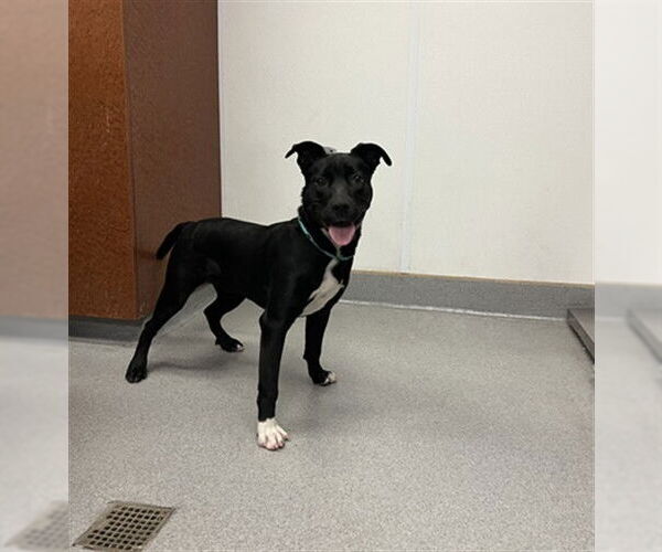 Medium Photo #1 Mutt Puppy For Sale in Rancho Cucamonga, CA, USA