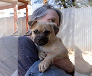 Pug-Unknown Mix Dogs for adoption in Williamsburg, NM, USA