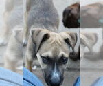 Small #7 Boxer Mix