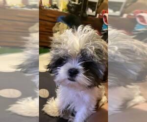 Shih Tzu Puppy for sale in TOLEDO, OH, USA