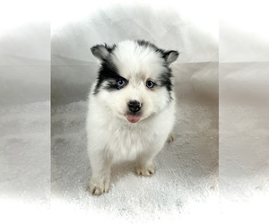 Medium Pomsky