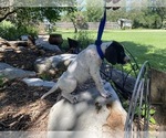 Small Photo #3 German Shorthaired Pointer Puppy For Sale in BUDA, TX, USA