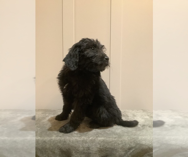 Medium Photo #4 Bordoodle Puppy For Sale in HILLSBORO, WI, USA
