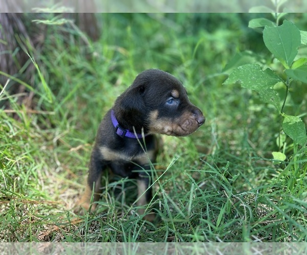 Medium Photo #6 Doberman Pinscher Puppy For Sale in BRINKLEY, AR, USA