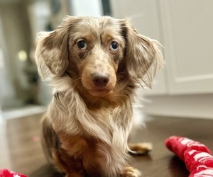 Father of the Dachshund puppies born on 06/10/2025