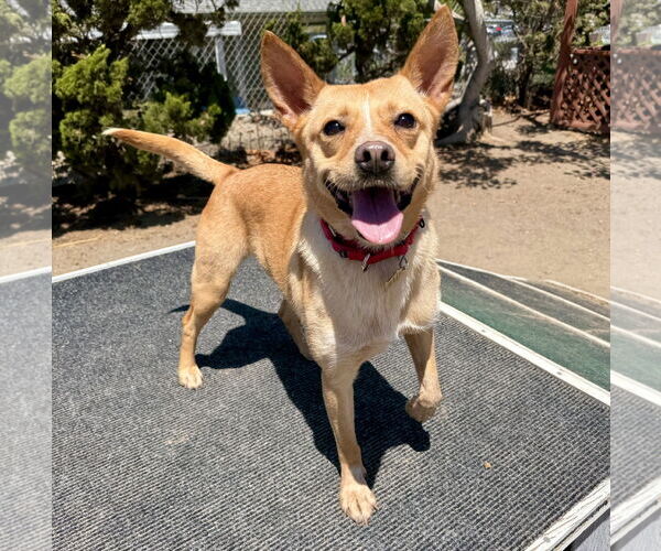 Medium Photo #1 Mutt Puppy For Sale in Seal Beach, CA, USA
