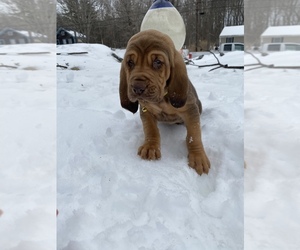 Bloodhound Puppy for sale in NEWBURY, MA, USA