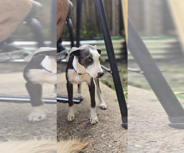Medium Photo #15 Doberman Pinscher-Unknown Mix Puppy For Sale in Virginia Beach, VA, USA