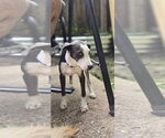 Small #14 Doberman Pinscher Mix