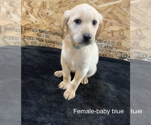 Labradoodle-Labrador Retriever Mix Puppy for sale in CAMP CLARK, MO, USA