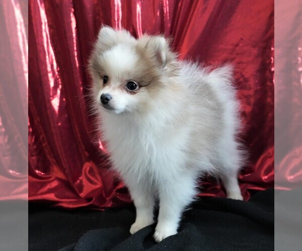 Medium Photo #2 Pomeranian Puppy For Sale in ROCK VALLEY, IA, USA