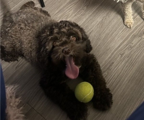 Medium Photo #1 Cock-A-Poo Puppy For Sale in SAN DIEGO, CA, USA