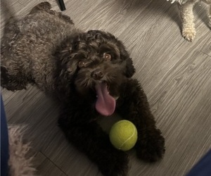 Mother of the Cock-A-Poo puppies born on 08/29/2025