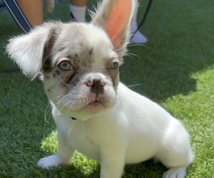 French Bulldog Puppy for sale in STOCKTON, CA, USA