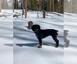 Small Photo #1 Cocker Spaniel Puppy For Sale in BRECKENRIDGE, CO, USA