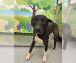 Small Labrador Retriever Mix