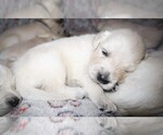 Small #2 English Cream Golden Retriever