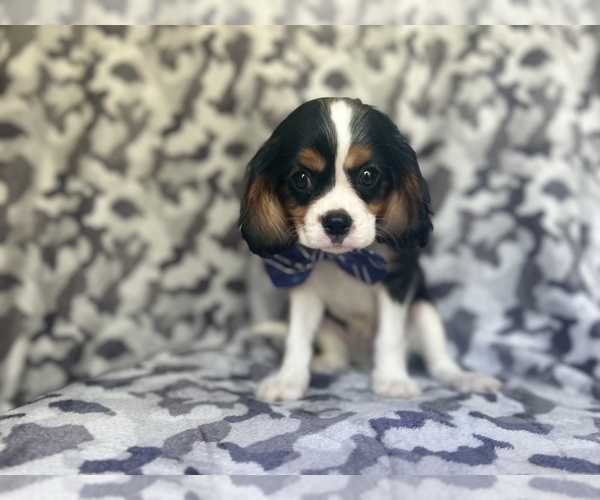 Medium Photo #3 Cavalier King Charles Spaniel Puppy For Sale in LAKELAND, FL, USA
