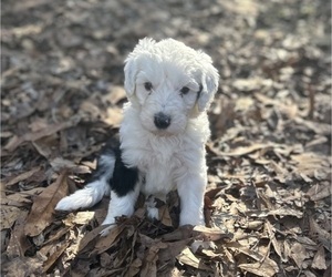 Sheepadoodle Puppy for Sale in MATHISTON, Mississippi USA